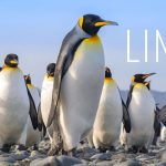 A Linux Safari to Classify the Genus of This Penguin