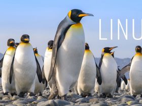 A Linux Safari to Classify the Genus of This Penguin