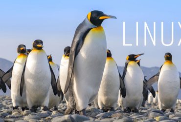 A Linux Safari to Classify the Genus of This Penguin