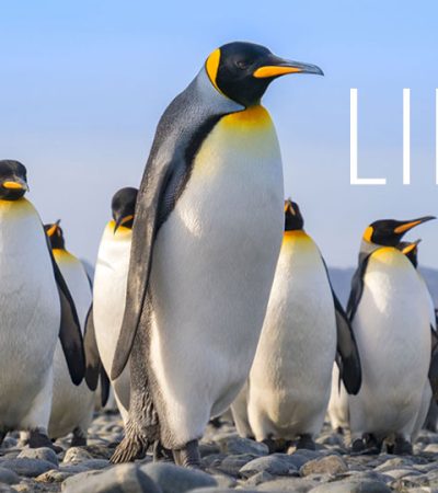 A Linux Safari to Classify the Genus of This Penguin
