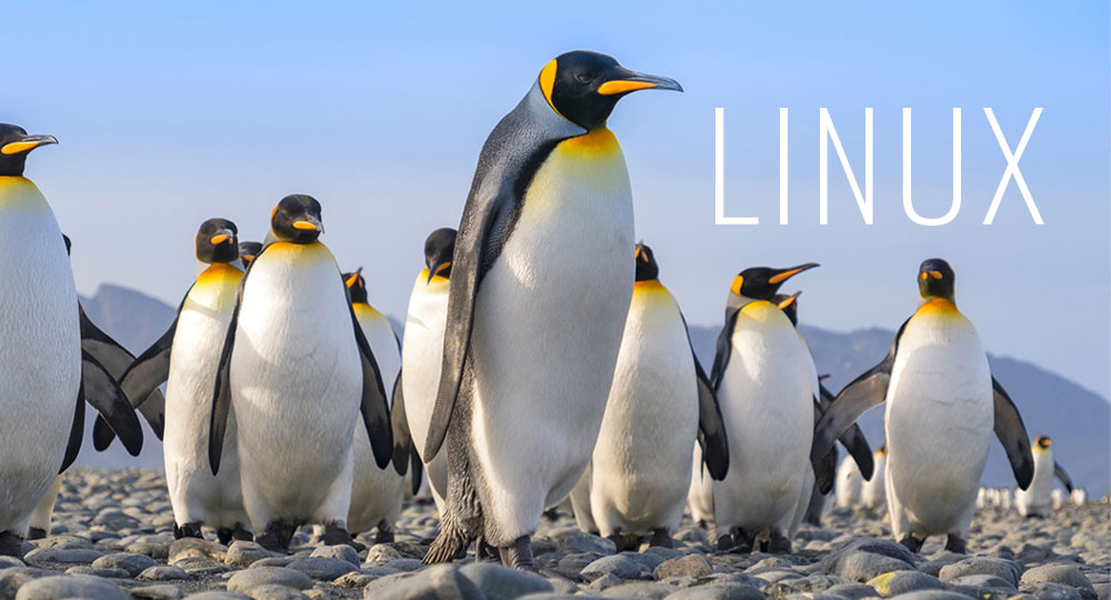 A Linux Safari to Classify the Genus of This Penguin