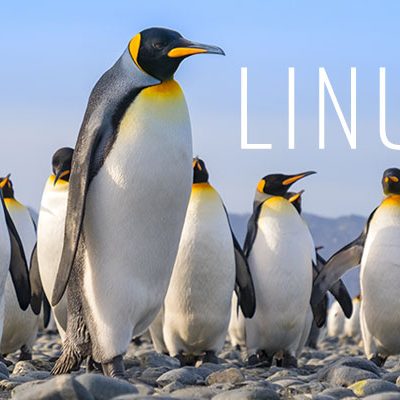 The place Will the Penguin March From Right here?